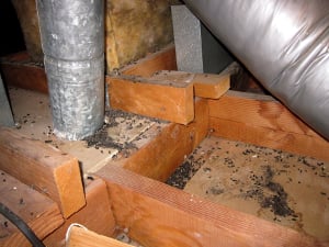 rat droppings in an attic