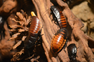 cockroaches in a log