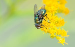 fly sitting on a flower