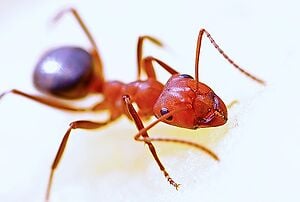 a lone red ant