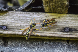 wasps on a plank