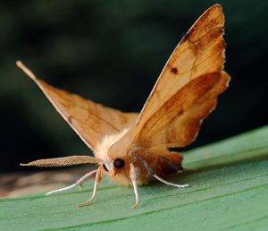 Moth infestation