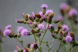 thistle weedkiller
