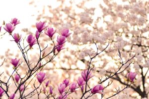 magnolia branches brighten up your garden