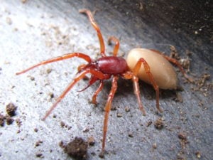 woodlouse spider with latin name dysdera crocata. preys on pill bugs. reddish and cream colored.