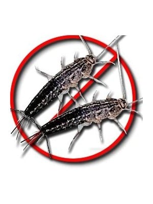 Silverfish Killer | Pest Control