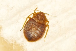 bed bug on a piece of fabric