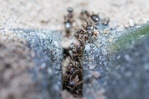 worker ants digging a tunnel