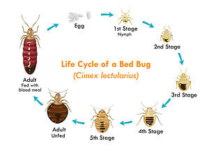 Bed bug life cycle
