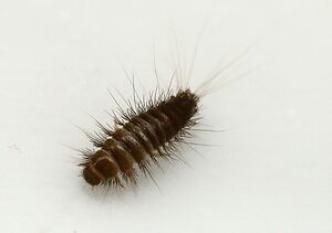 woolly bear carpet beetle larva
