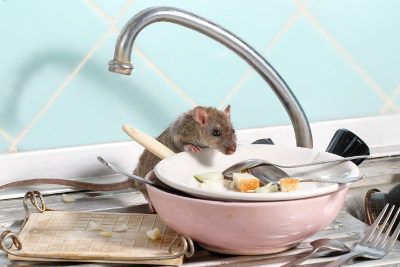 hantavirus spread by rats