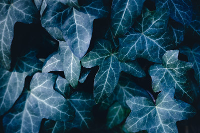 ivy leaves