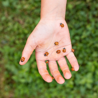 ladybirds on hand