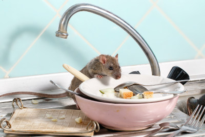 rat