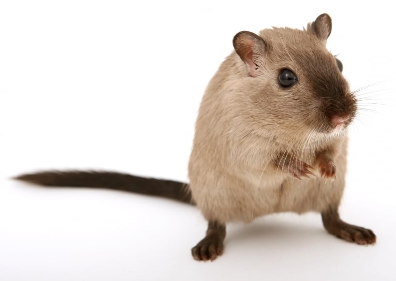 Eliminator Electric Mouse & Rat Trap - Humane Pest Control for Home 