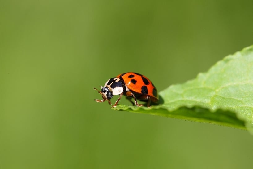 Why Are There So Many Ladybirds In My House? - HSD Online