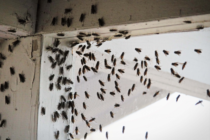 All You Need to Know About Cluster Flies - HSD Online