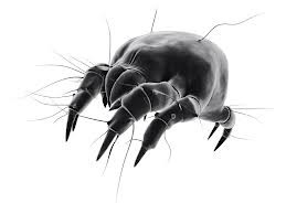 Microscopic view of a dust mite