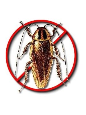Cockroach Killer | Pest Control