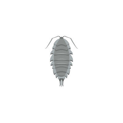 bigstock-Gray-Woodlice-Pest-Control-Wo-400400.jpg