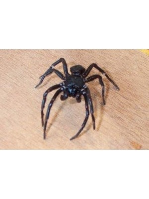 Spider Killer & Repellent | Pest Control