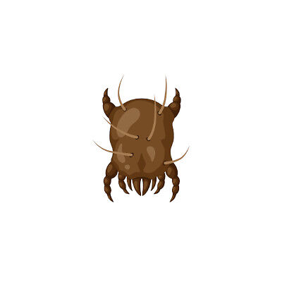 bigstock-Icon-Dust-Mite-Insect-Illustr-400400.jpg