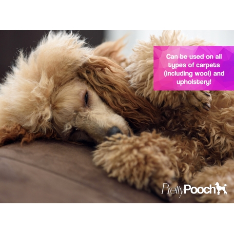 5L Pretty Pooch Carpet Shampoo