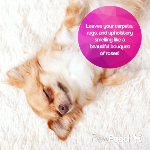5L Pretty Pooch Carpet Shampoo