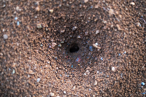 Insect hole