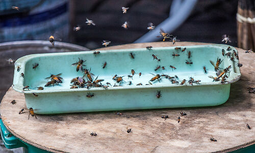 Wasps on a plate