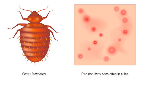 Bed Bugs