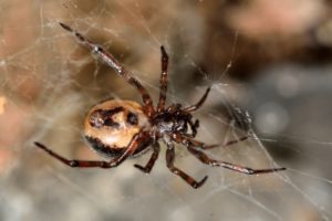 false widow spider