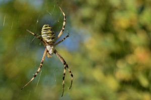 wasp spider