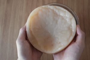 kombucha scoby symbiotic culture of bacteria and yeast