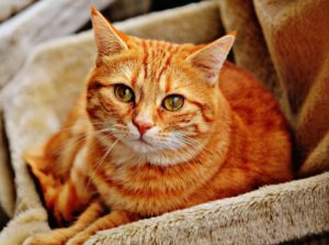 ginger cat toxoplasmosis