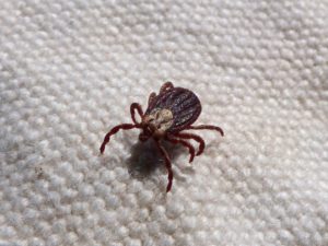 a tick crawling on fabric