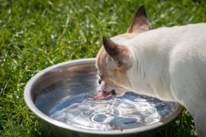 dog drinking from a bowl