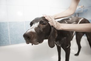 dog bath shampoo
