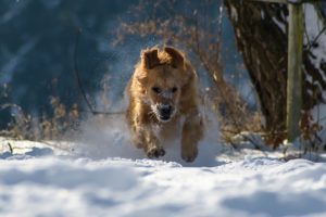 caring for your dog in winter