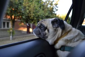 pug dog looking out of a car window
