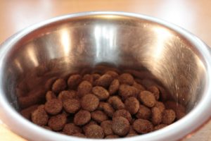 dog food in winter