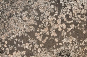 pattern of marble surface with grey lichen.